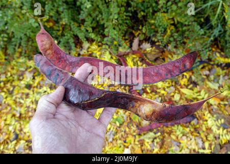 Honigheuschrecke (Gleditsia triacanthos) mit Hülsenfrüchten und gelben Herbstblättern Stockfoto