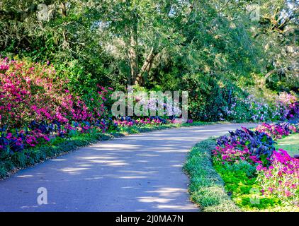 Azaleen (Rhododendron) blühen auf einem Wanderweg in Bellingrath Gardens, 4. März 2022, in Theodore, Alabama. Stockfoto