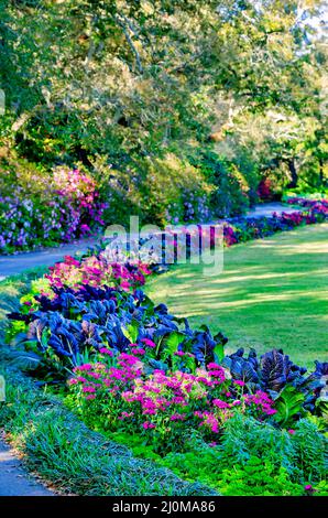 Blumen blühen auf einem Wanderweg in den Bellingrath Gardens, 4. März 2022, in Theodore, Alabama. Die 65 Hektar großen Gärten wurden 1932 der Öffentlichkeit zugänglich gemacht. Stockfoto