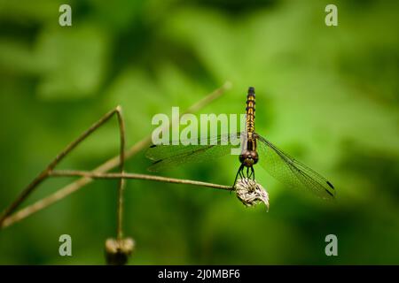 Bild von schöner Libelle. Gelber Schwänzchen-Ascher-Skimmer (potamarcha congener) weiblich. Stockfoto