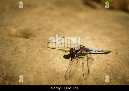 Die Fliege sitzt auf dem Boden.der blaue Sumpffalke (orthetrum glaucum) ist unreif. Stockfoto