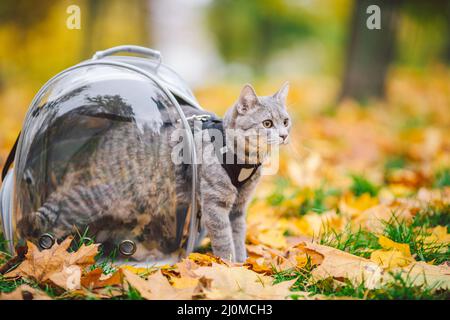 Graue Katze im Rucksack mit Bullauge in gelben Blättern. Hauskatze schaut aus dem Fenster des transparenten Rucksacks im Herbst im Wald. Ba Stockfoto