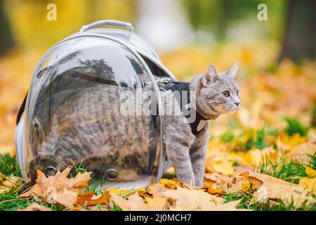 Graue Katze in einem transparenten Rucksack, der im Herbstpark in gelben Blättern getragen wird. Das Konzept für das Reisen mit Haustieren. Tierpflege, Haustiere sie Stockfoto