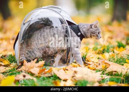 Graue Katze in einem transparenten Rucksack, der im Herbstpark in gelben Blättern getragen wird. Das Konzept für das Reisen mit Haustieren. Tierpflege, Haustiere sie Stockfoto