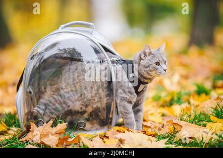 Graue Katze in einem transparenten Rucksack, der im Herbstpark in gelben Blättern getragen wird. Das Konzept für das Reisen mit Haustieren. Tierpflege, Haustiere sie Stockfoto