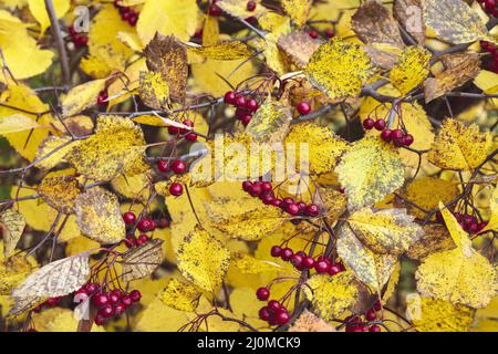 Rote Früchte des Weißdorns. Gelbe Blätter. Herbst Hintergrund. Stockfoto