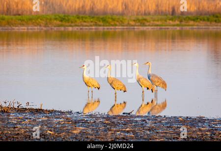 Vier Sandhill-Kraniche in seichtem Wasser Stockfoto