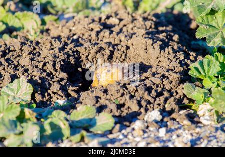 Gopher aus Burrow heraus Stockfoto