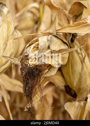 Maisfeld (Zea mays) bereit für die Ernte. Mais landwirtschaftliches Feld im Herbst. Stockfoto