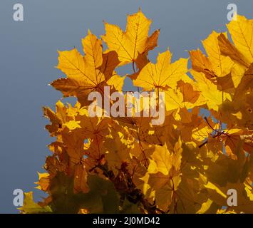 Goldener Ahorn Blätter im Herbst. Gelbes Acer-Blatt im Herbst. Nahaufnahme. Details. Stockfoto