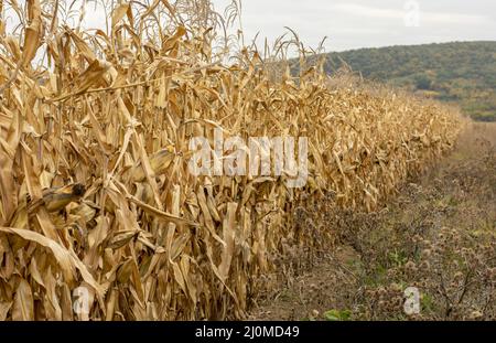 Maisfeld (Zea mays) bereit für die Ernte. Mais landwirtschaftliches Feld im Herbst. Stockfoto