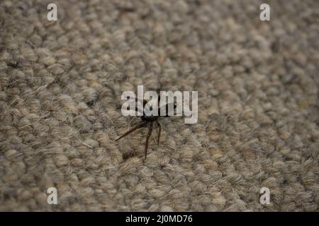 Eine australische, weiße, schwarze Hausspinne (Lampona cylindrata), die auf dem Teppich eines Hauses kriecht Stockfoto
