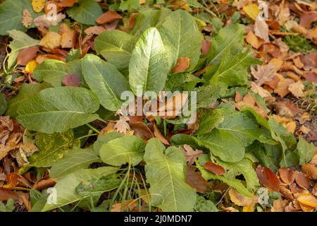 Bitter Dock (Rumex obtusifolius) grüne Blätter im Herbst. Nahaufnahme. Details. Stockfoto