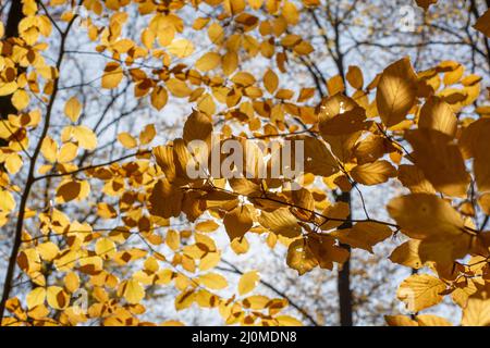 Europäische Buche oder gemeine Buche (Fagus sylvatica) goldene Blätter im Herbst. Gelbes Laub. Hintergrundbeleuchtung. Stockfoto