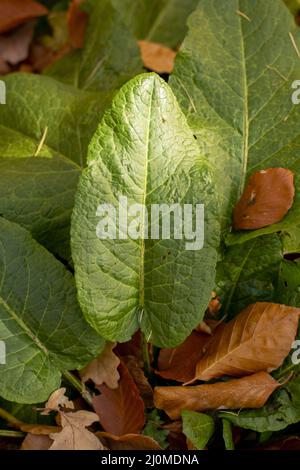 Bitter Dock (Rumex obtusifolius) grüne Blätter im Herbst. Nahaufnahme. Details. Stockfoto