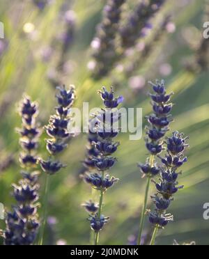 Nahaufnahme von Lavendelblüten im Garten während des Sonnenuntergangs. Lavandula Angustifolia in der Blüte. Stockfoto