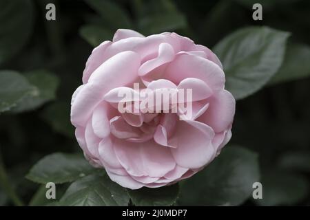 Einzelne rosa Rose blüht im Garten. Grüne Blätter im Hintergrund. Nahaufnahme. Details. Makro. Stockfoto