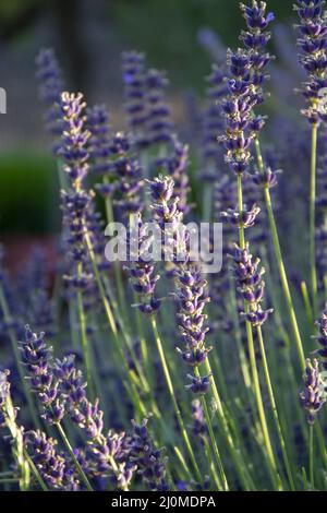 Nahaufnahme von Lavendelblüten im Garten während des Sonnenuntergangs. Lavandula Angustifolia in der Blüte. Stockfoto