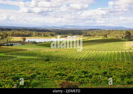 Audrey Wilkinson Vineyard and Cellar Door ist eines der ältesten Weingüter in der Weinregion Hunter Valley - Pokolbin, NSW, Australien Stockfoto