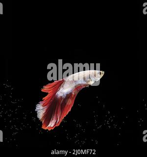 Halbmond Betta Fisch schwimmen schwarze Oberfläche Stockfoto