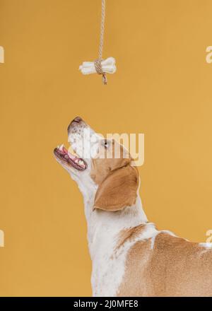 Glücklicher Hund, der Knochen aufschaut Stockfoto