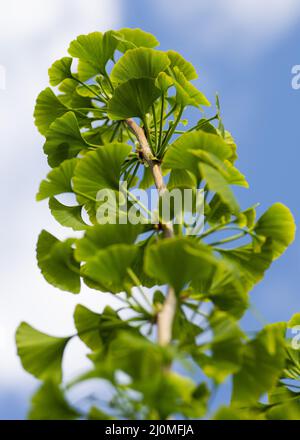 Die Blätter des Ginkgo biloba Baumes. Maidenhair-Baum. Ginkgophyta. Gingko. Nahaufnahme. Details. Stockfoto