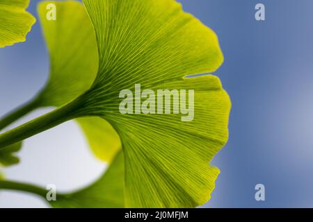 Die Blätter des Ginkgo biloba Baumes. Maidenhair-Baum. Ginkgophyta. Gingko. Nahaufnahme. Details. Stockfoto