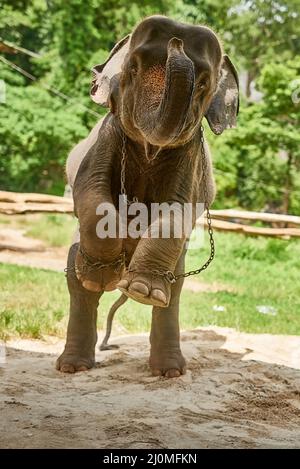 Ich möchte frei werden. Aufnahme eines asiatischen Elefanten in Gefangenschaft. Stockfoto