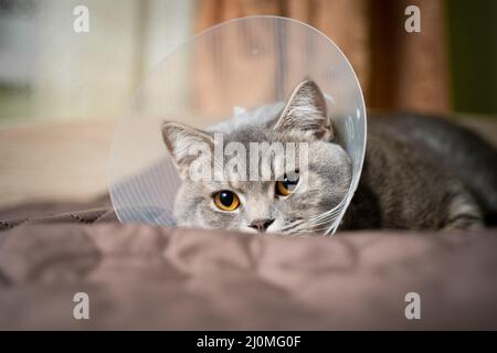 Graue schottische geradohrige Katze in einem Platsik-Tierarztkragen nach der Operation liegt traurig zu Hause auf der Couch. Erschöpfte Briten b Stockfoto