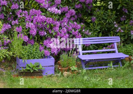 Rosafarbene leere Holzbank mit rosa violetten Blüten eines Rhododendron-Strauches (Rhododendron roseum elegans) im Hintergrund. Stockfoto