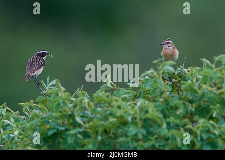 Männliche und weibliche Whinchat Stockfoto