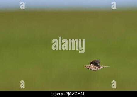 Grauammer (Emberiza Calandra) Stockfoto