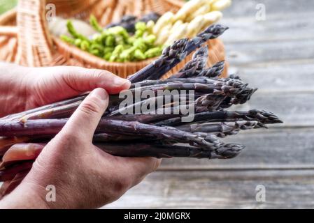 Frische rohe lila Spargel hält in manâ €™s Hand angeboten, wie close-up Stockfoto