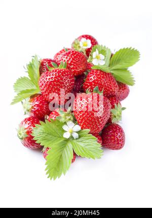 Frische reife Erdbeeren angeboten als Nahaufnahme auf weißem Hintergrund mit Copy Space â € "isoliert Stockfoto