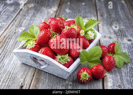 Frische reife Erdbeeren als Nahaufnahme angeboten Shabby Chick Holztablett auf einem alten rustikalen Brett mit Kopierer Platz Stockfoto