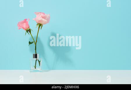 Zwei rosa Rosen in einer Glasvase auf blauem Hintergrund Stockfoto