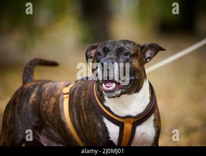 Der Erwachsene braune amerikanische Pitbull Terrier steht in einem Herbstpark und blickt zur Seite. Der Mund ist offen und die Zunge klebt Stockfoto