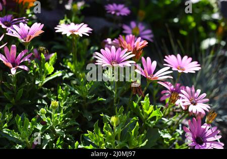 Osteospermum, bekannt als Gänseblümchen oder Afrikanische Gänseblümchen Stockfoto