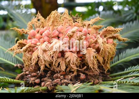 Blüten von hängenden Cycaden aus nächster Nähe Stockfoto