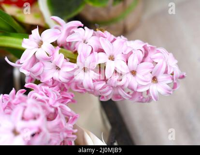 Hellrosa Hyazinthe Fon Dante wächst aus nächster Nähe Stockfoto