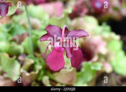 Sarracenia purpurea fleischfressende Pflanze aus nächster Nähe Stockfoto