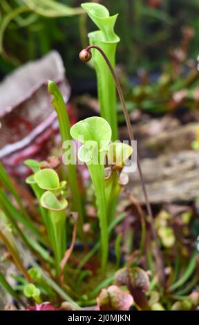 Sarracenia purpurea fleischfressende Pflanze aus nächster Nähe Stockfoto