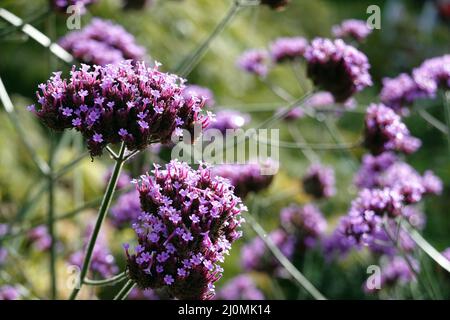 Patagonische Verbena (Verbena bonariensis, SYN.: Verbena inamoena), auch argentinische Verbena. Stockfoto