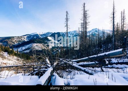 Tatra-Berge im Winter. Blick auf die weißen schneebedeckten Gipfel, frostige Winterberge. Kasprowy Wierch, Hohe Tatra, Polen, Europa. Stockfoto