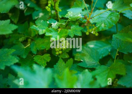 Junge Früchte nach dem Blühen eines Apfels hängen an einem Baum im Garten. Stockfoto