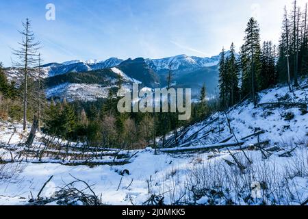 Tatra-Berge im Winter. Blick auf die weißen schneebedeckten Gipfel, frostige Winterberge. Kasprowy Wierch, Hohe Tatra, Polen, Europa. Stockfoto