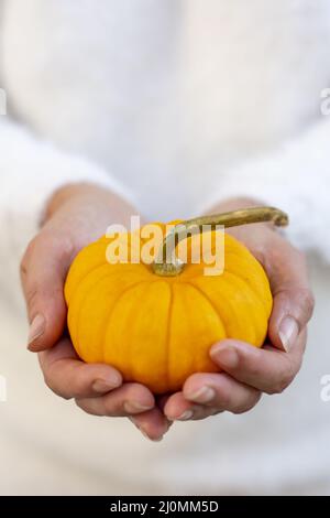 Nicht erkennbare Frau, die einen einzigen gelben dekorativen Zwergkürbis in den Händen hält. Stockfoto