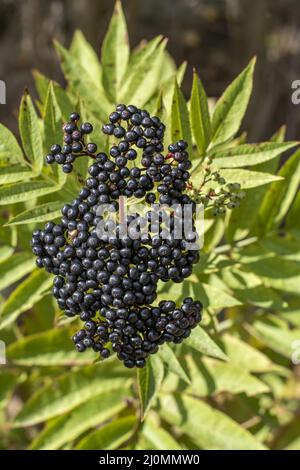 Schwarze Danewort-Früchte (Sambucus ebulus). Die Pflanze ist auch als europäischer Zwergältester, Bluthilder oder Danesblood bekannt. Stockfoto