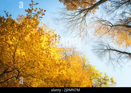 Bunte, bunte Herbstblätter, die auf einer Eiche im Herbstpark schwungvoll sind. Herbsthintergrund. Schöne Naturszene Stockfoto