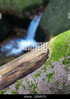 Malerische Landschaft zu wilden schönen Flora auf kleinen Fluss in Wäldern am Berghang. Moosig gefallener Baumstamm und Felsbrocken mit Moos Stockfoto